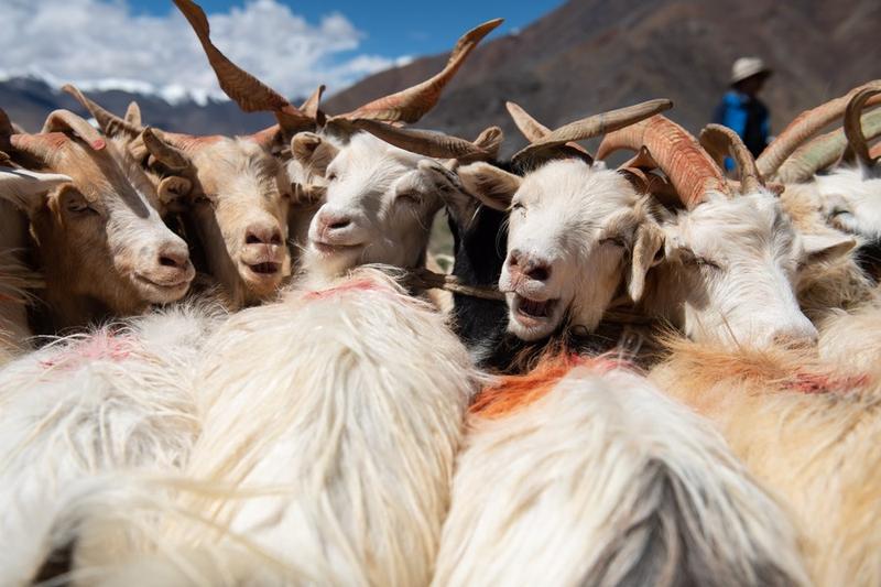 Residu Susu Berusia 3.000 Tahun Ditemukan di Situs Kuno Dataran Tinggi Tibet