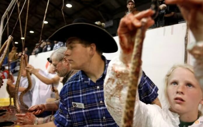 Rattlesnake Roundup, Tradisi Membunuh dan Menguliti Ular di Texas Tuai Kritik