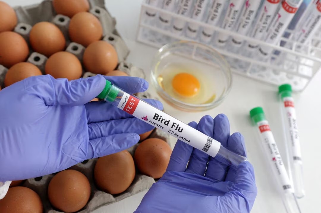 Chili Deteksi Kasus Pertama Flu Burung pada Manusia