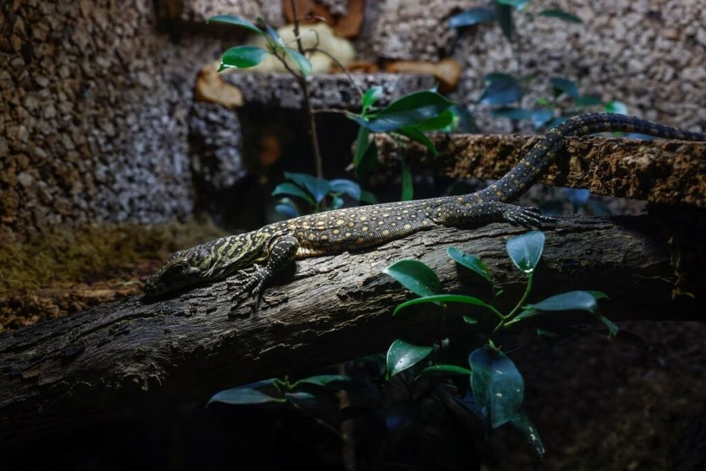 Komodo yang Terancam Punah Menetas di Kebun Binatang Spanyol