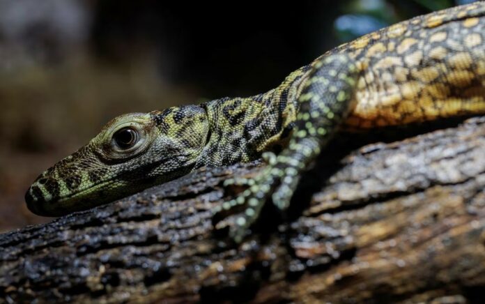 Komodo yang Terancam Punah Menetas di Kebun Binatang Spanyol