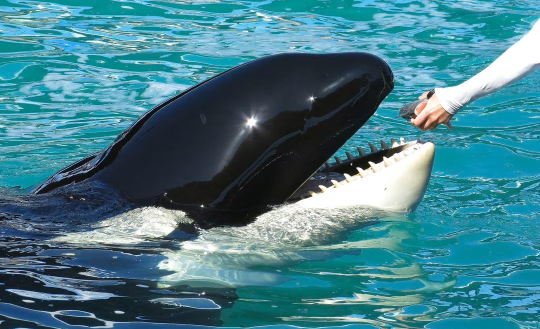 Akuarium Florida akan Lepaskan Paus Orca Setelah Lebih dari 50 Tahun di Penangkaran