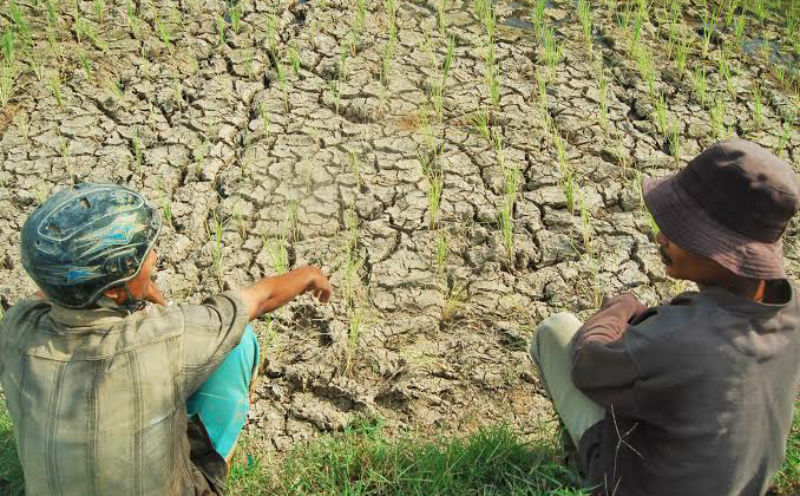 Cuaca Ekstrem El Nino Ancam 80% Lahan Pertanian di Indonesia