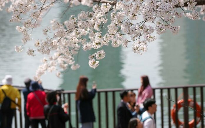 Pemandangan Bunga Sakura Hiasi Musim Semi di Seoul Korea Selatan