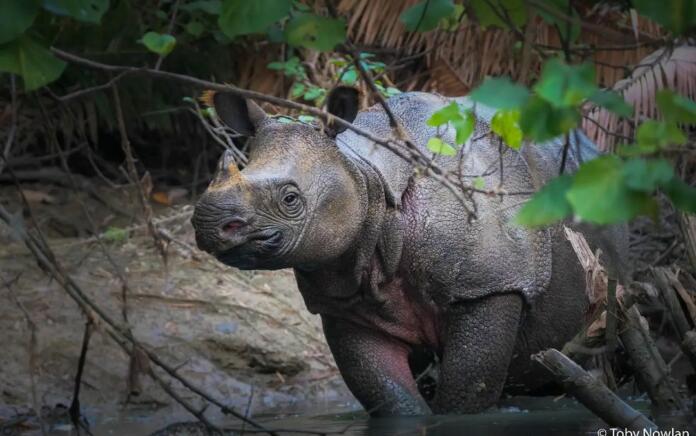 Studi Ungkap 15 Badak Jawa Hilang dari Pemantauan di Ujung Kulon