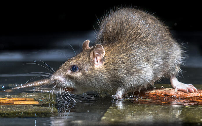 Apa Itu Penyakit Kencing Tikus?