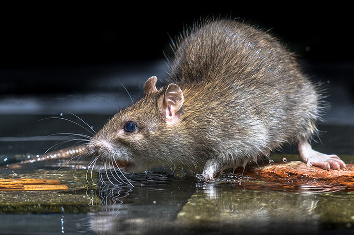 Apa Itu Penyakit Kencing Tikus?