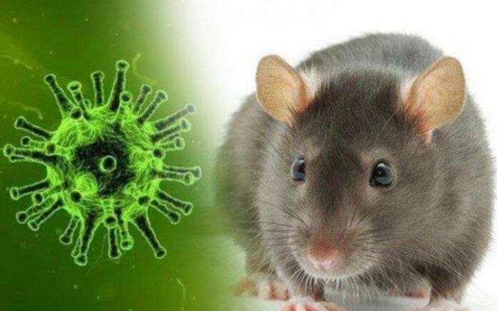 90 Warga Bantul Terinfeksi Penyakit Kencing Tikus, 6 Orang Meninggal