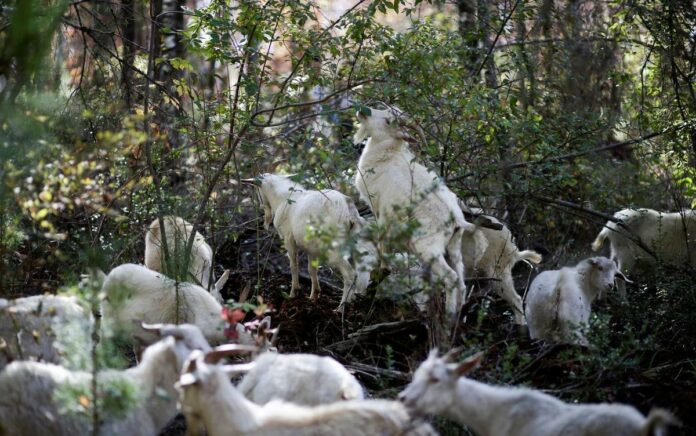 Kawanan Kambing di Chili Selamatkan Hutan Asli dari Kobaran Api yang Mematikan