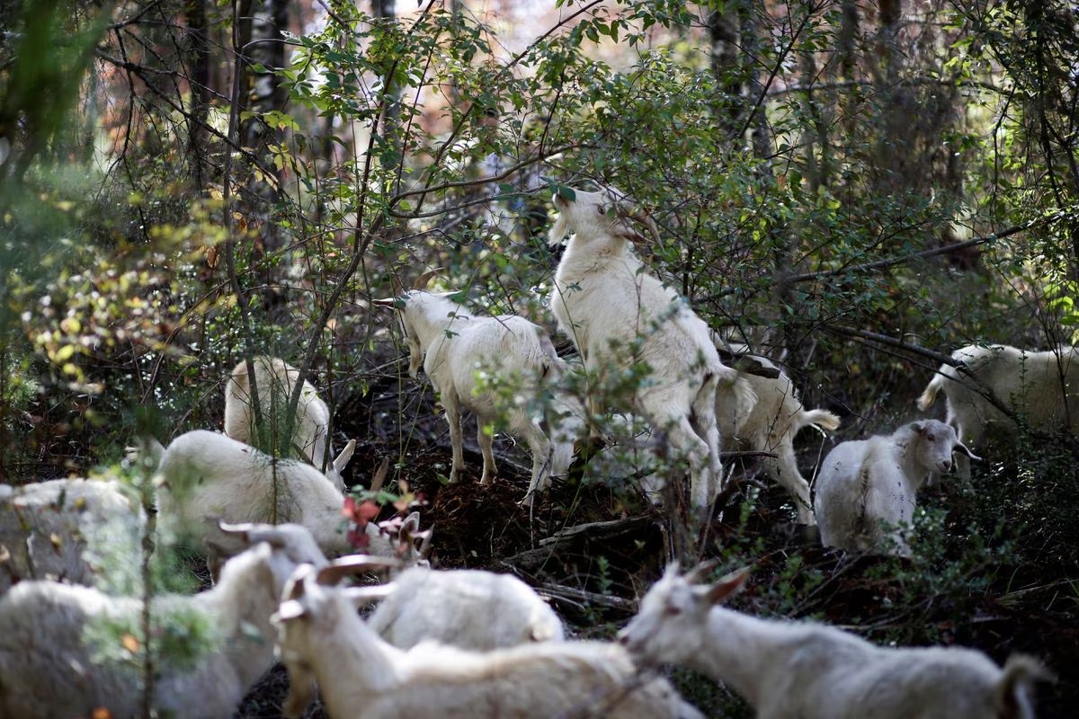 Kawanan Kambing di Chili Selamatkan Hutan Asli dari Kobaran Api yang Mematikan