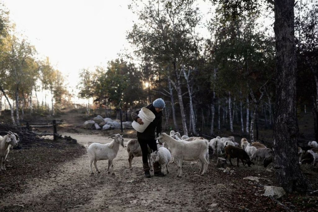 Kawanan Kambing di Chili Selamatkan Hutan Asli dari Kobaran Api yang Mematikan