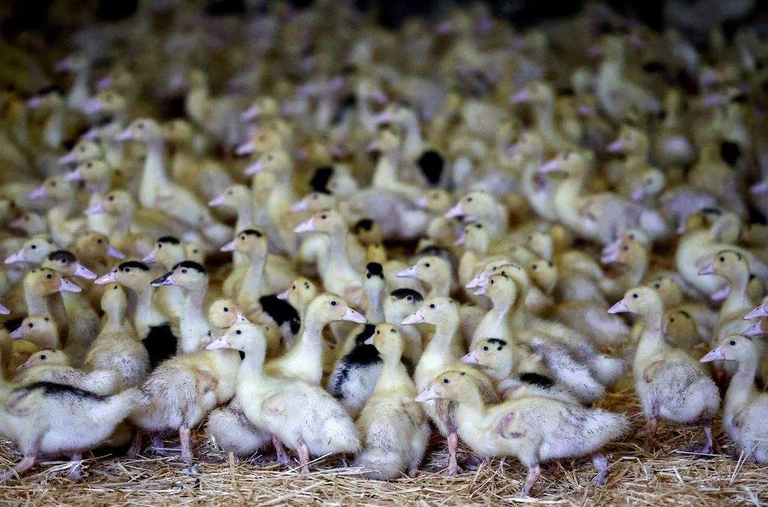 Prancis Mengkonfirmasi Vaksinasi Flu Burung Setelah Tes yang Memuaskan