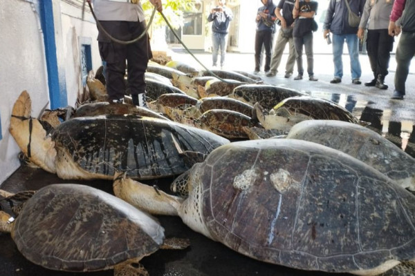 Penyelundupan Penyu Hijau dari Madura Berhasil Digagalkan Ditpolairud Bali