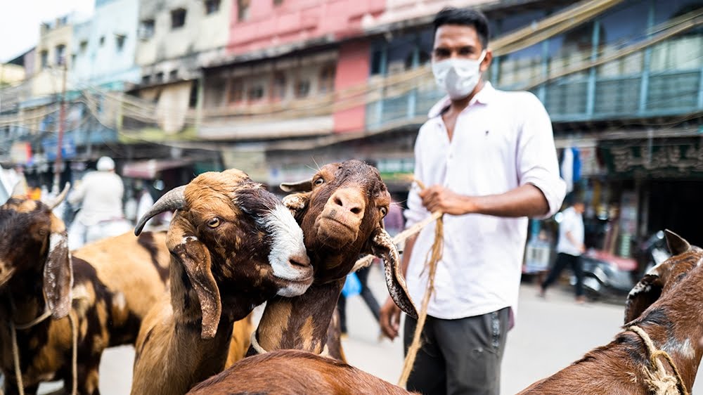 Pasar Kambing di Ibu Kota India Kian Ramai Jelang Idul Adha