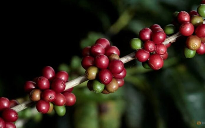 Kelompok Peneliti Kopi Kembangkan Varietas Tanpa Kafein Alami
