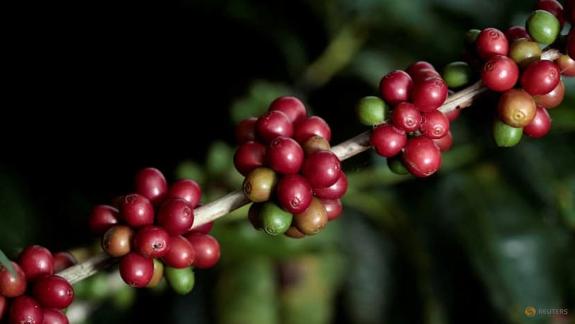 Kelompok Peneliti Kopi Kembangkan Varietas Tanpa Kafein Alami