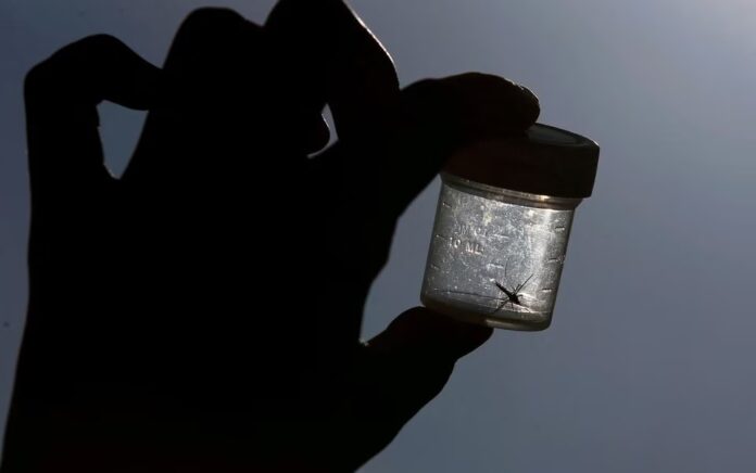 Seekor nyamuk ditangkap dalam kotak plastik di kota Leipzig, Jerman timur, 10 Juli 2013. Foto: Reuters/Tobias Schwarz/File Foto.