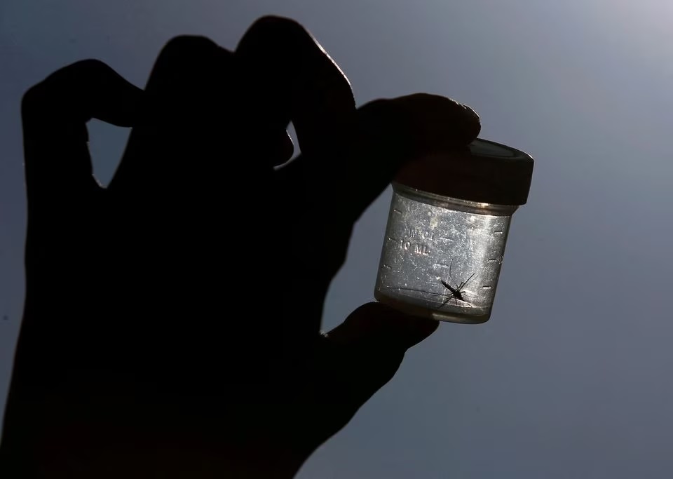 Seekor nyamuk ditangkap dalam kotak plastik di kota Leipzig, Jerman timur, 10 Juli 2013. Foto: Reuters/Tobias Schwarz/File Foto.