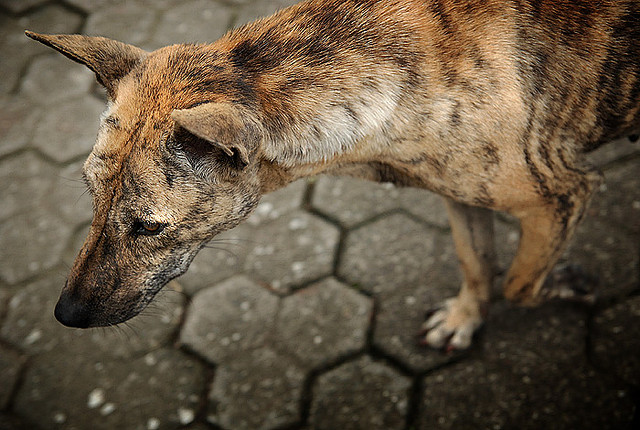 Dinkes Bali Catat 300 Kasus Positif Rabies, 4 Meninggal Dunia