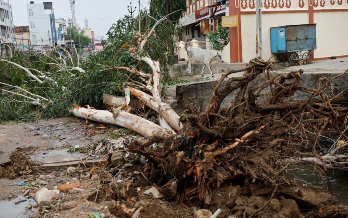 Sebuah pohon tumbang akibat angin kencang terlihat sebelum datangnya topan Biparjoy di negara bagian barat Gujarat, India, 15 Juni 2023. Foto: Reuters/Francis Mascarenhas.