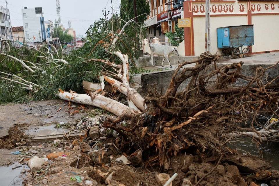 Sebuah pohon tumbang akibat angin kencang terlihat sebelum datangnya topan Biparjoy di negara bagian barat Gujarat, India, 15 Juni 2023. Foto: Reuters/Francis Mascarenhas.