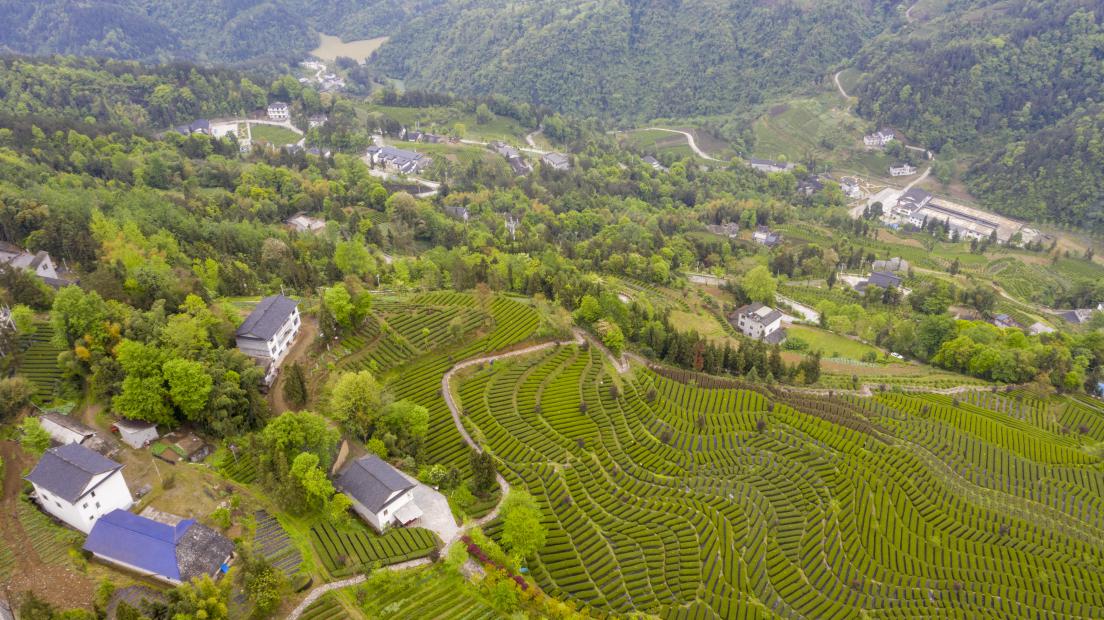 Dorong Revitalisasi Pedesaan, Kelompok Pemuda China Kembangkan Pertanian Cerdas