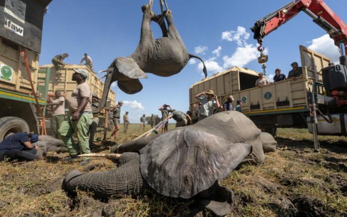 Malawi Translokasi Gajah untuk Kurangi Konflik dengan Manusia