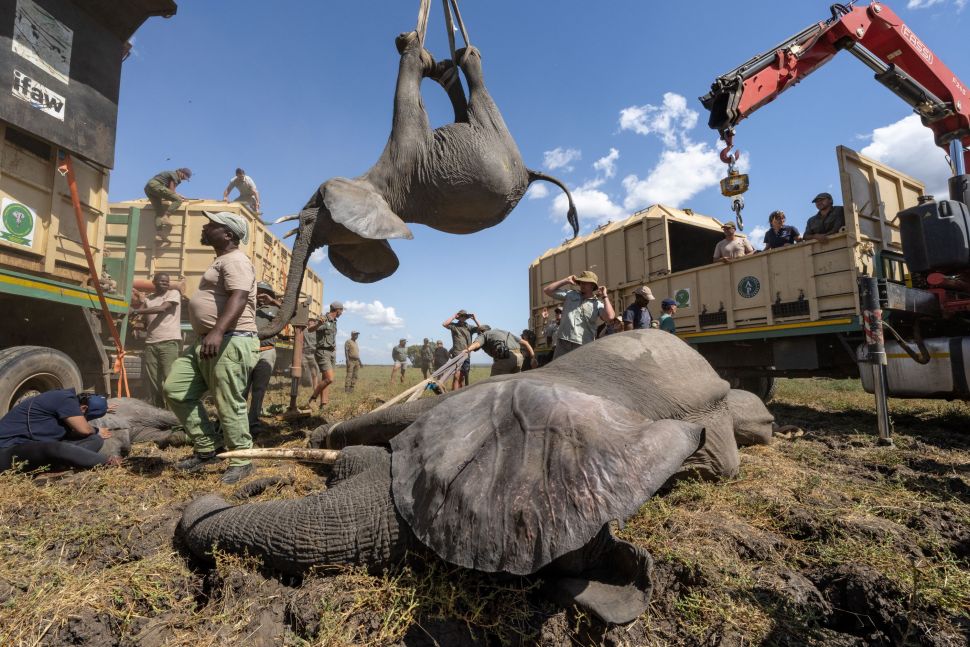 Malawi Translokasi Gajah untuk Kurangi Konflik dengan Manusia