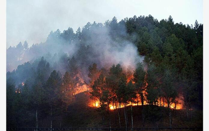 2,5 juta Hektar Lahan Gambut Sangat Rentan Kebakaran