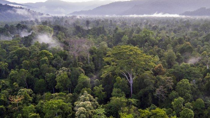 Indonesia Model Terbaik dalam Mengurangi Deforestasi