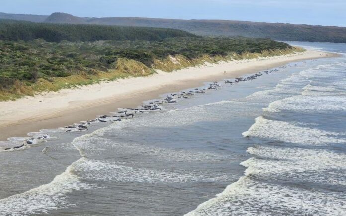 Pemandangan dari udara menunjukkan paus yang terdampar di Macquarie Harbour, Tasmania, Australia, 21 September 2022. Foto: NRE Tasmania/HO/Reuters.