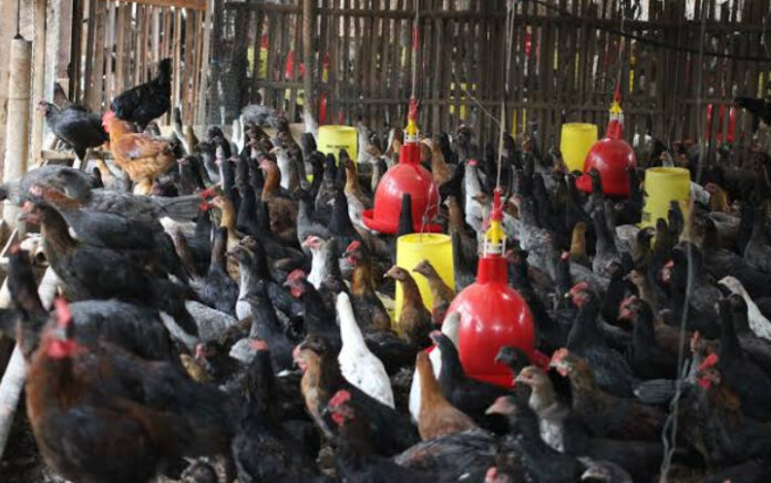 3 Cara Ampuh Atasi Penyakit Ternak Ayam Kampung