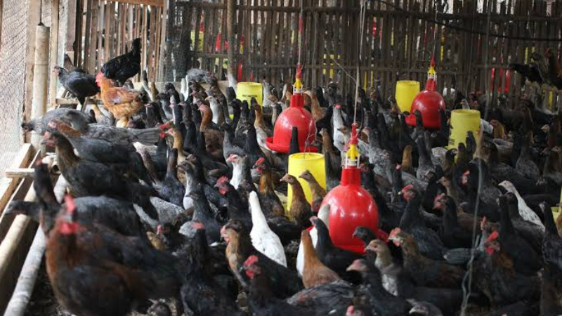 3 Cara Ampuh Atasi Penyakit Ternak Ayam Kampung