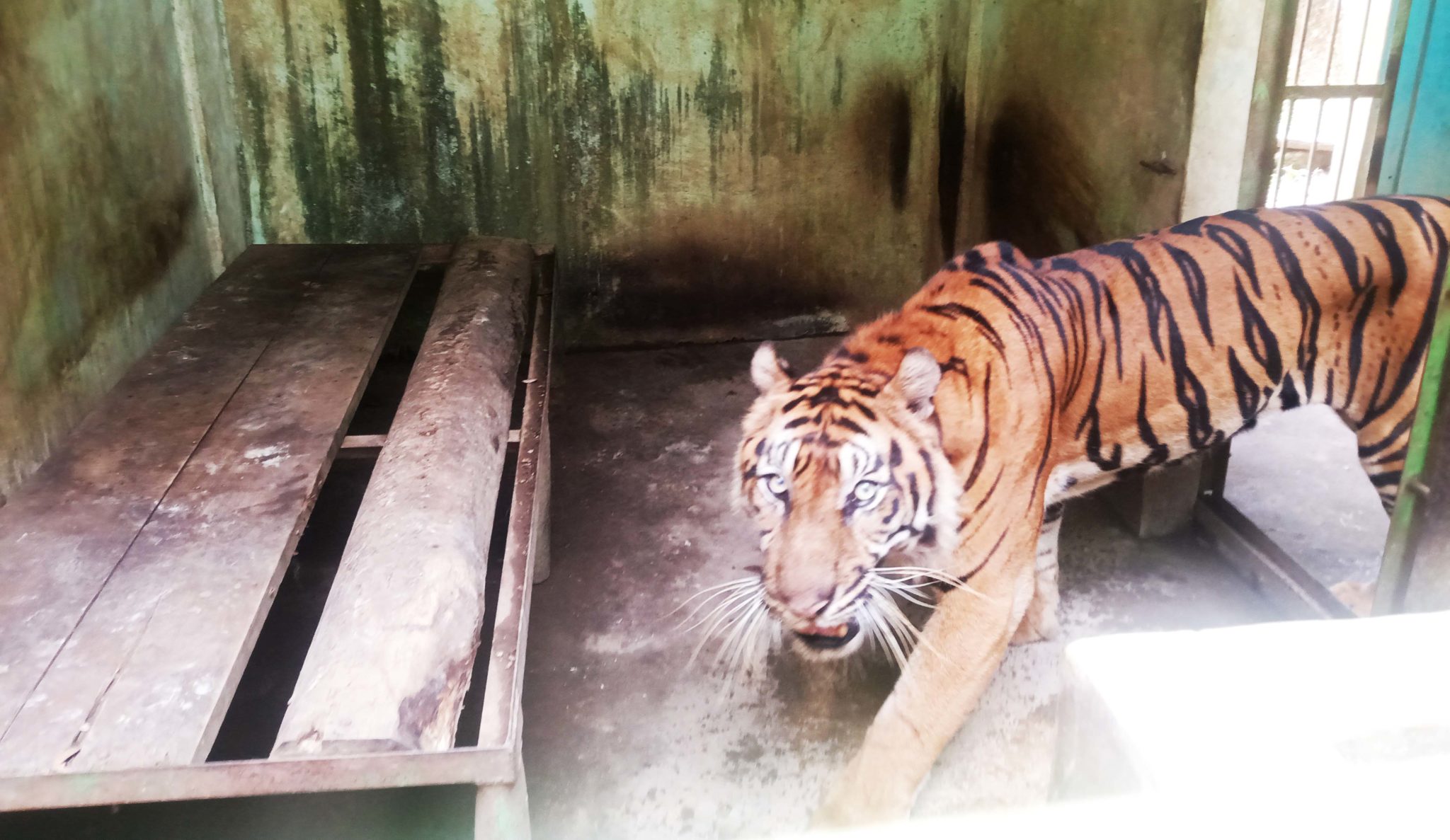 Harimau kurus kering di Medan Zoo. (Foto: Ayat S Karokaro/ Mongabay Indonesia)