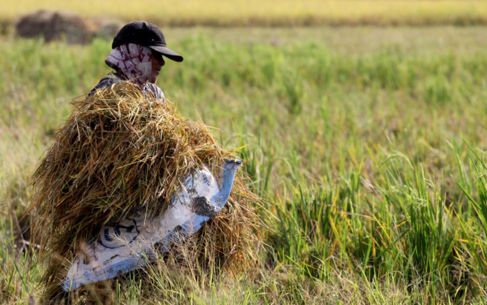 beras produksi padi