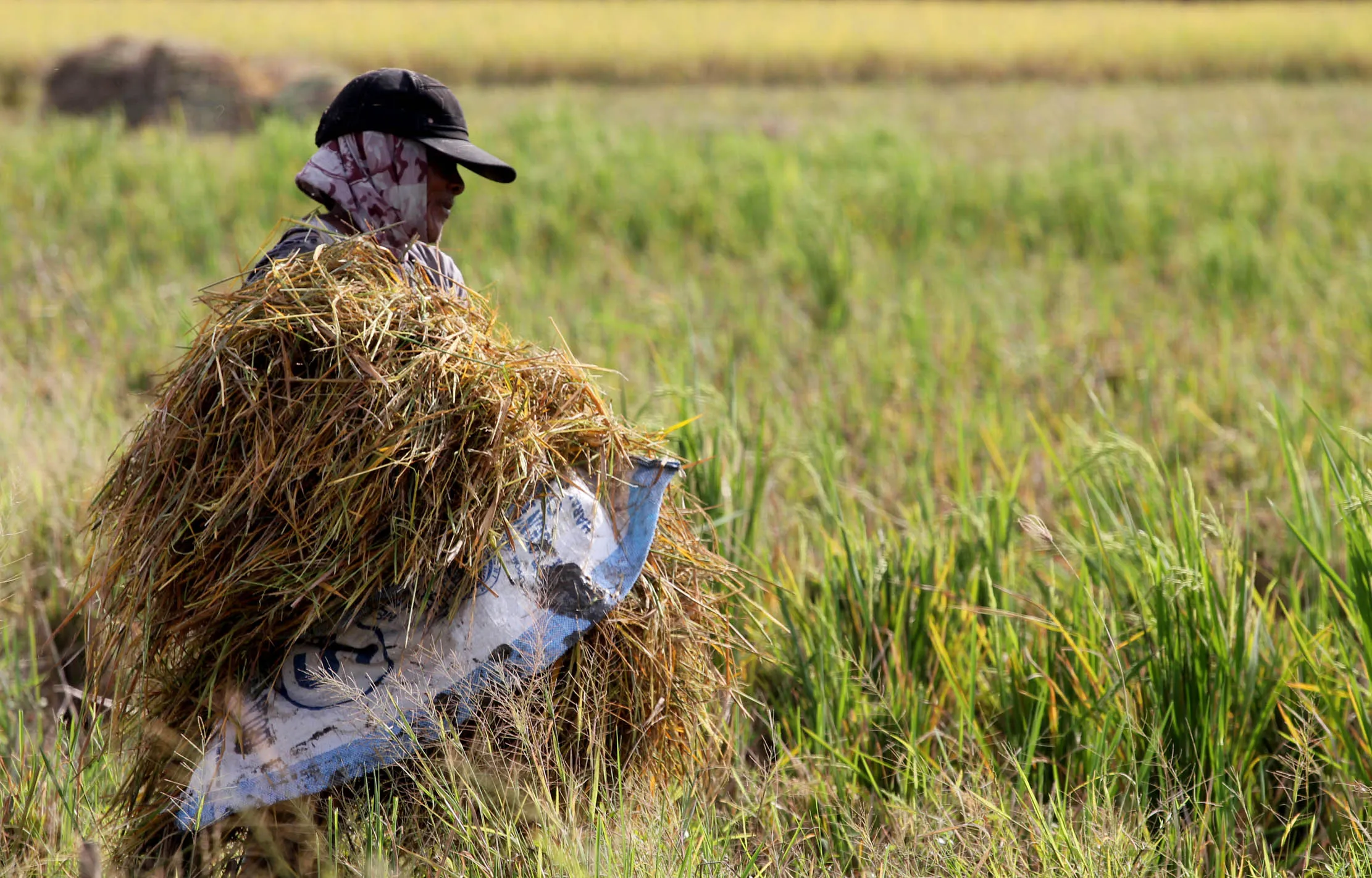 beras produksi padi