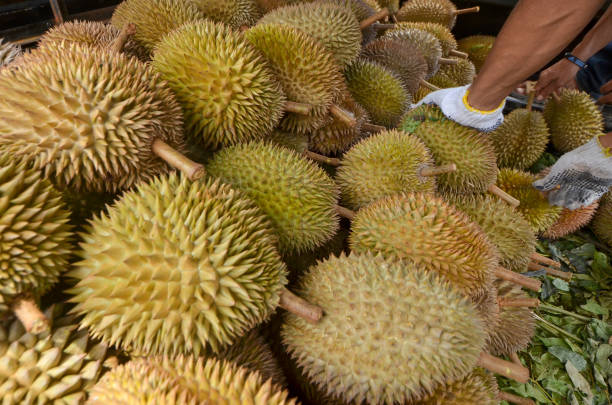 Ekspor Durian