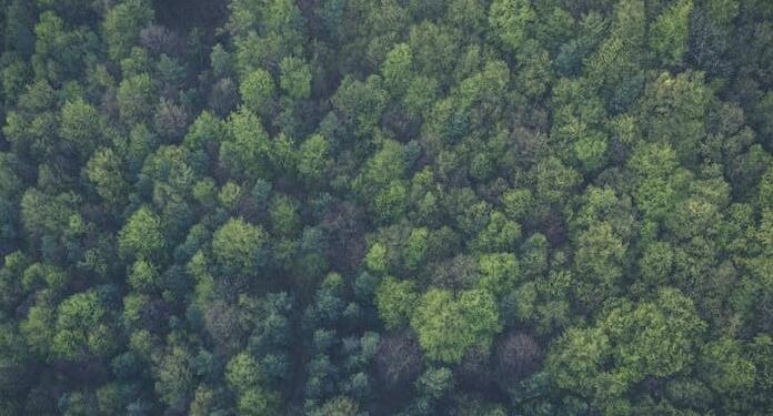 Pemerintah Siap Lakukan Diplomasi untuk Koreksi Peta Hutan Uni Eropa