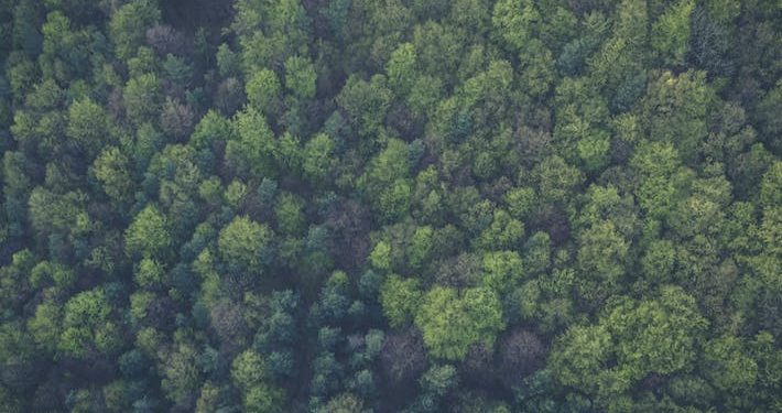 Pemerintah Siap Lakukan Diplomasi untuk Koreksi Peta Hutan Uni Eropa