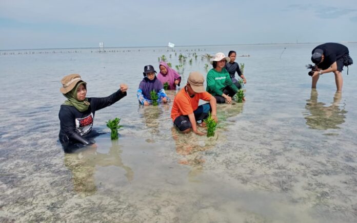 Kelompok Perempuan Pulau Pari yang terus menanam ribuan mangrove setiap pekan serta melindunginya secara serius dan berkelanjutan. Namun mereka tak mendapatkan perlindungan dari negara. (sumber foto: istimewa)