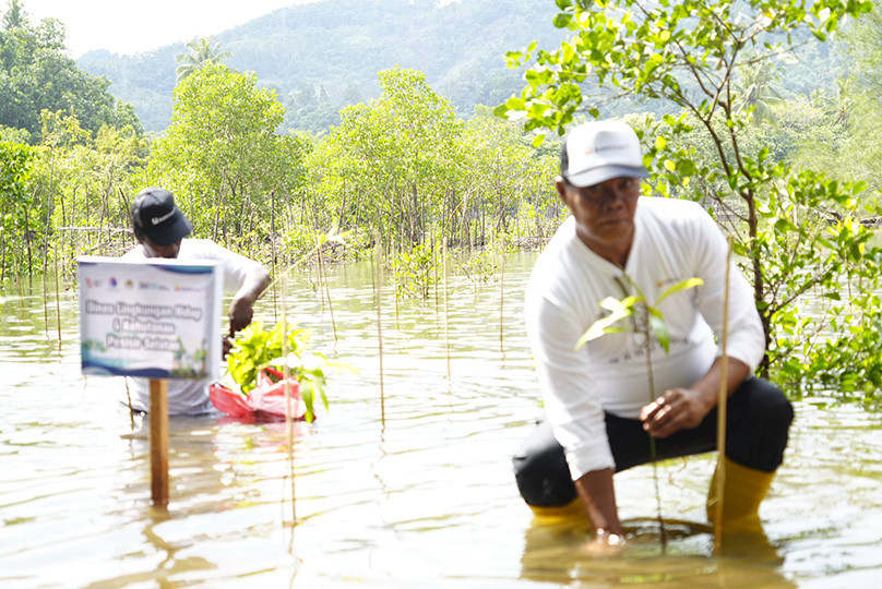 PTBA Tanam 500 Mangrove di Pantai Taluak