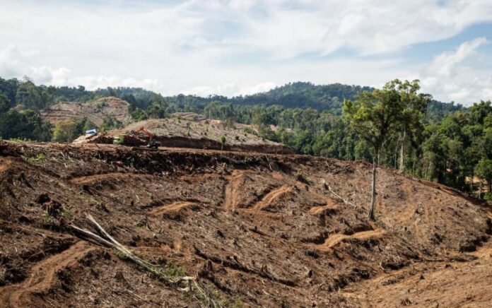 #SaveGorontalo Laporkan Ekspor Wood Pellet Ilegal di Gorontalo