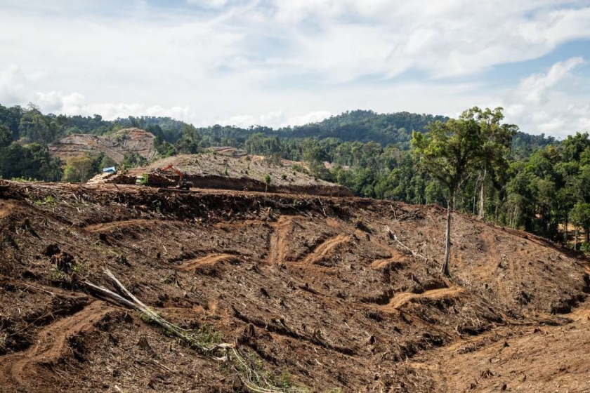 #SaveGorontalo Laporkan Ekspor Wood Pellet Ilegal di Gorontalo